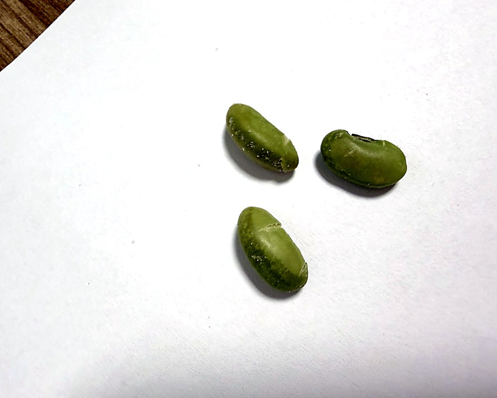 Roasted edamame in pod